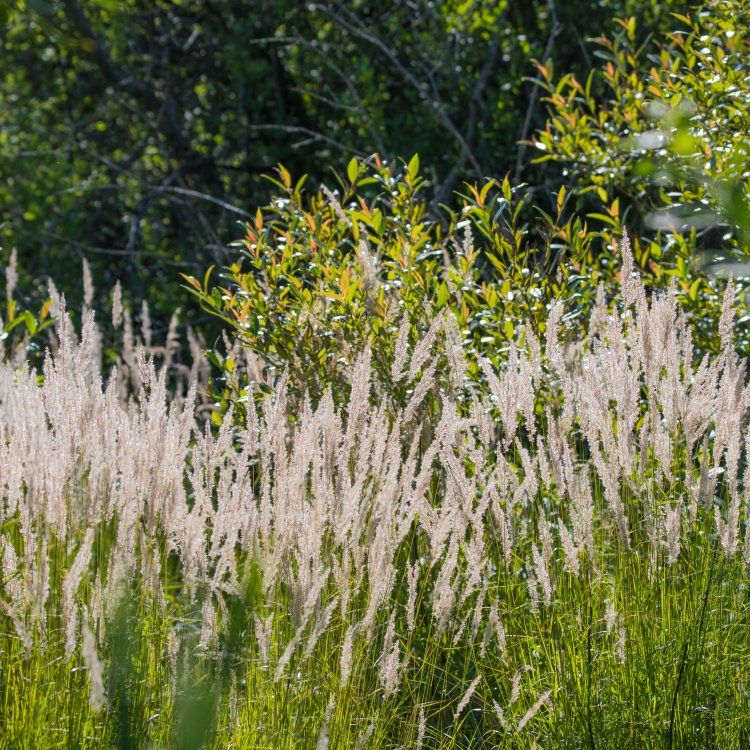Smlz ostrokvetý (Calamagrostis x acutiflora) ´KARL FOERSTER´ kont.P9